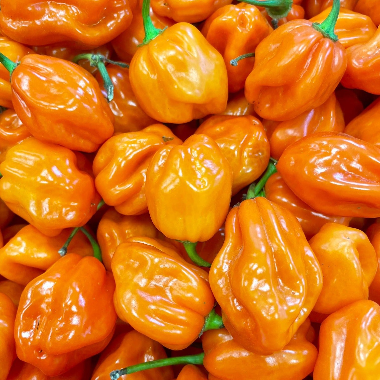 fireland-foods-frische-habanero-orange-chili-100g image 1