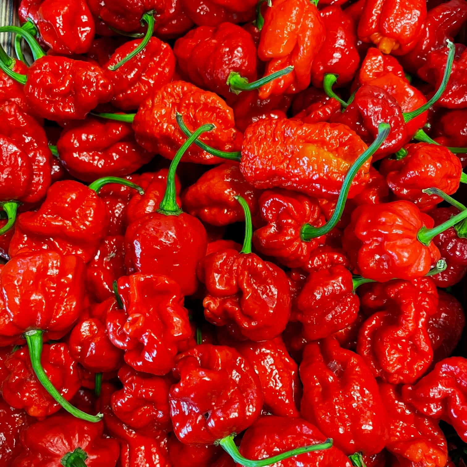 fireland-foods-frische-carolina-reaper-chili-100g-sch-rfe-12-12 image 1