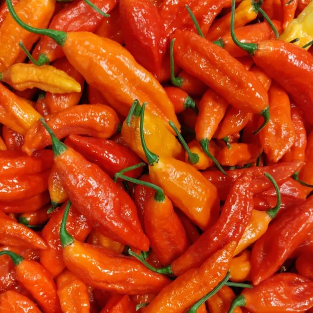 fireland-foods-frische-bhut-jolokia-100g-ghost-pepper-chili image 1