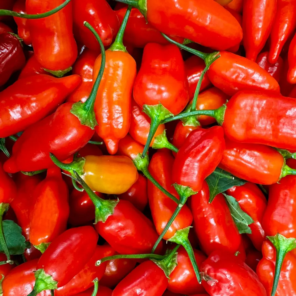 fireland-foods-frische-aji-benito-chili-100g-sch-rfe-5-12 image 1