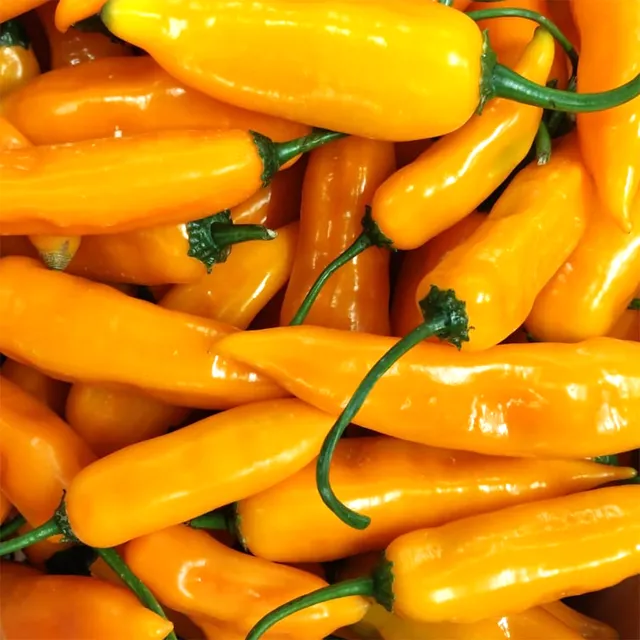 fireland-foods-frische-aji-amarillo-200g-frische-chili image 1