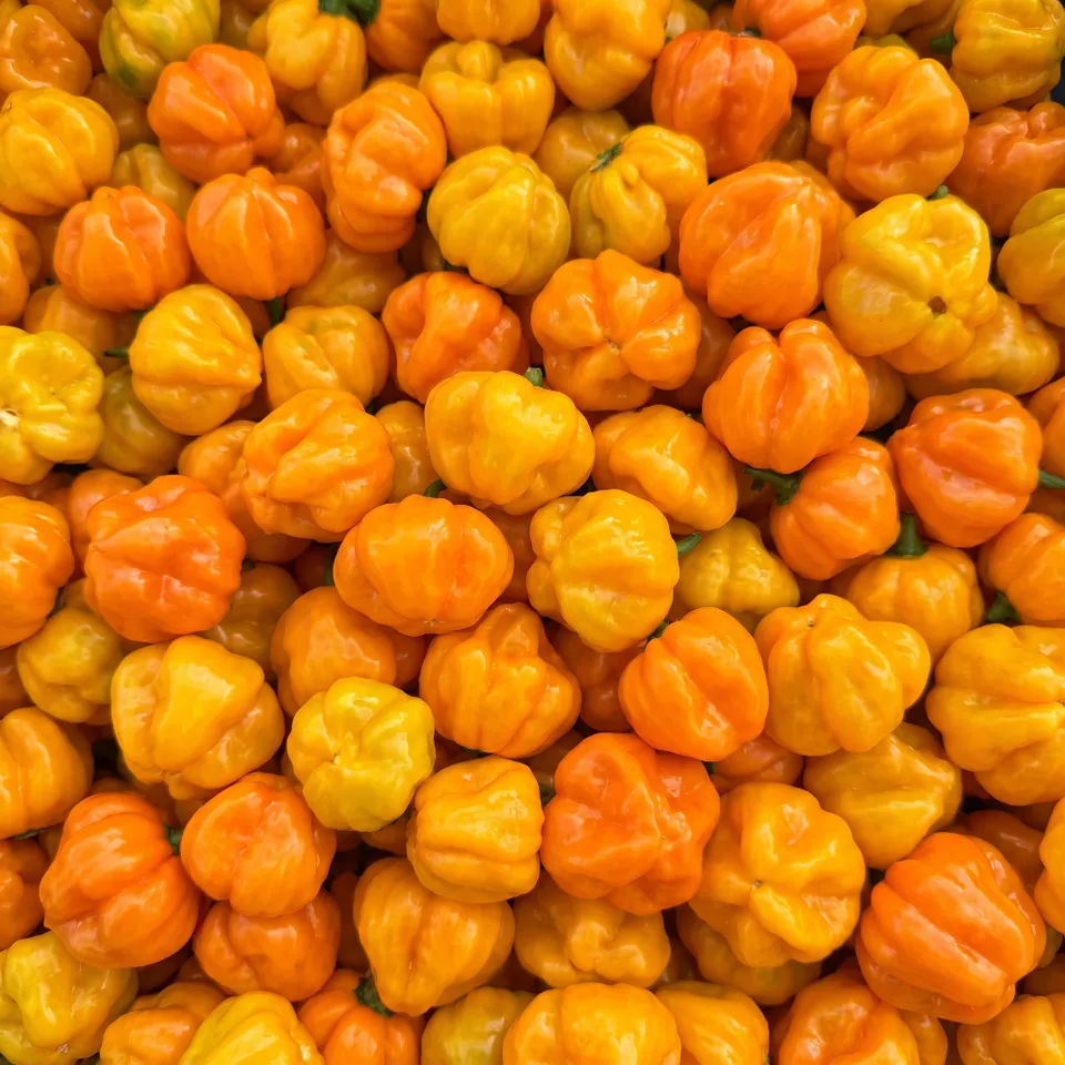 fireland-foods-frische-scotch-bonnet-100g-karibische-chili image 1