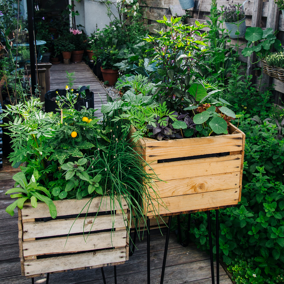 m-nchner-kindl-senf-balkon-kr-uter-ernte-kr-uter-gartenbuch-f-r-balkon image 4