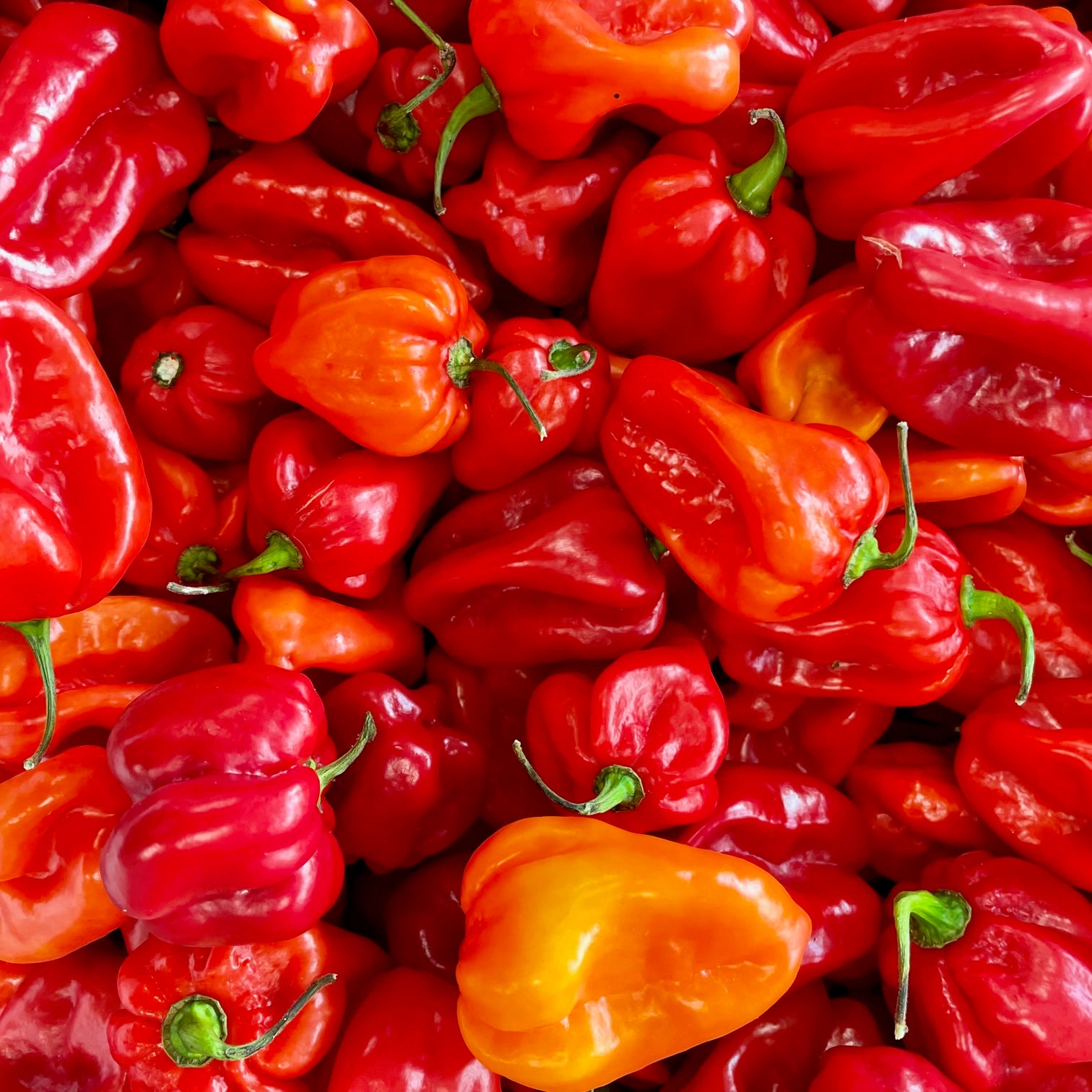 fireland-foods-frische-habanero-rot-200g-frische-rote-chilischoten image 1